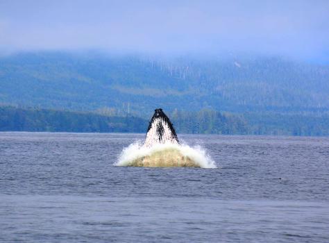Photo of a humpback whale.