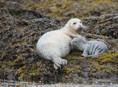 Photo of a seal pup.