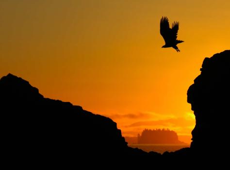 Photo of an eagle flying at sunset.