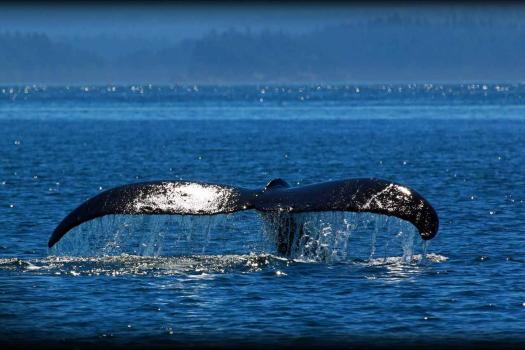 Photo of a humpback whale tail.