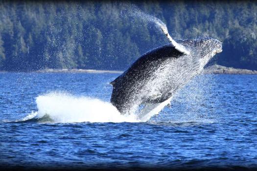 Photo of a humpback whale flipping in the water.