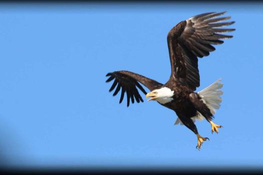 Photo of an eagle flying.