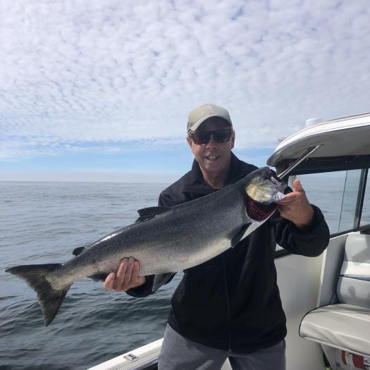This Chinook Salmon was landed by Slivers Charters Salmon Sport Fishing guide Doug off of Sail Rock on surf line using an AORL 12 hootchie